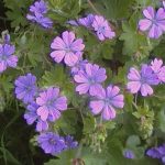 Geranium x pyrenaicum 'Summer Sky'