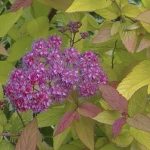 Spiraea japonica 'Goldflame'