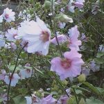 Lavatera 'Barnsley'
