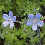 Geranium 'Blue Cloud'