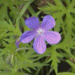 Geranium 'Nimbus'