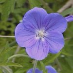 Geranium 'Brookside'