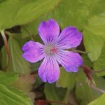 Geranium nodosum 'Swish Purple'