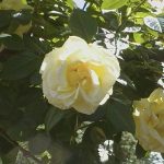 Rosa 'Arthur Bell'