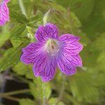 Geranium x oxonianum 'Elworthy Misty'