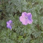 Geranium incanum