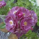 Rosa 'Rhapsody in Blue'