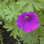 Geranium 'Khan'