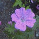 Geranium sanguineum 'Glenluce'