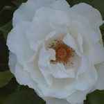 Rosa 'Margaret Merrill'