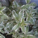 Lysimachia punctata 'Alexander'