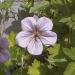 Geranium 'Joy'