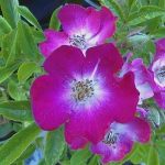 Rosa 'Marjorie Fair'
