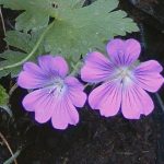 Geranium 'Sirak'