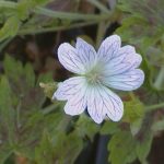 Geranium x oxonianum 'Katherine Adele'
