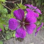 Geranium 'Anne Thomson'