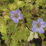 Geranium nodosum 'Svelte Lilac'