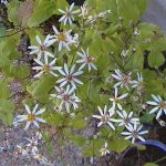 Symphyotrichum divaricatus
