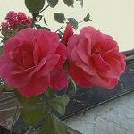 Rosa 'Pink Perpetue'
