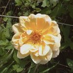 Rosa 'Schoolgirl'