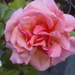 Rosa 'Aloha'