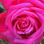 Rosa 'Alec's Red'