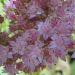 Hylotelephium 'Joyce Henderson'