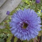 Symphyotrichum novi-belgii 'Marie Ballard'