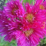 Symphyotrichum novae-angliae 'Andenken an Potschke'a Potschke''
