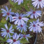 Symphyotrichum 'Little Carlow'