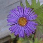 Symphyotrichum novae-angliae 'Treasure'