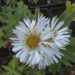 Symphyotrichum novae-angliae 'Herbstschnee''