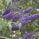 Buddleja davidii 'Blue Horizon'