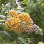 Buddleja x weyeriana 'Sungold'