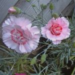 Dianthus 'Doris'