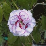 Dianthus 'Gran's Favourite'