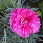 Dianthus 'Lily the Pink'