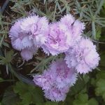Dianthus 'Pike's Pink'