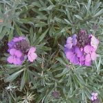 Erysimum 'Bowles Mauve'
