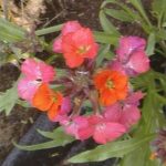 Erysimum 'Constant Cheer'